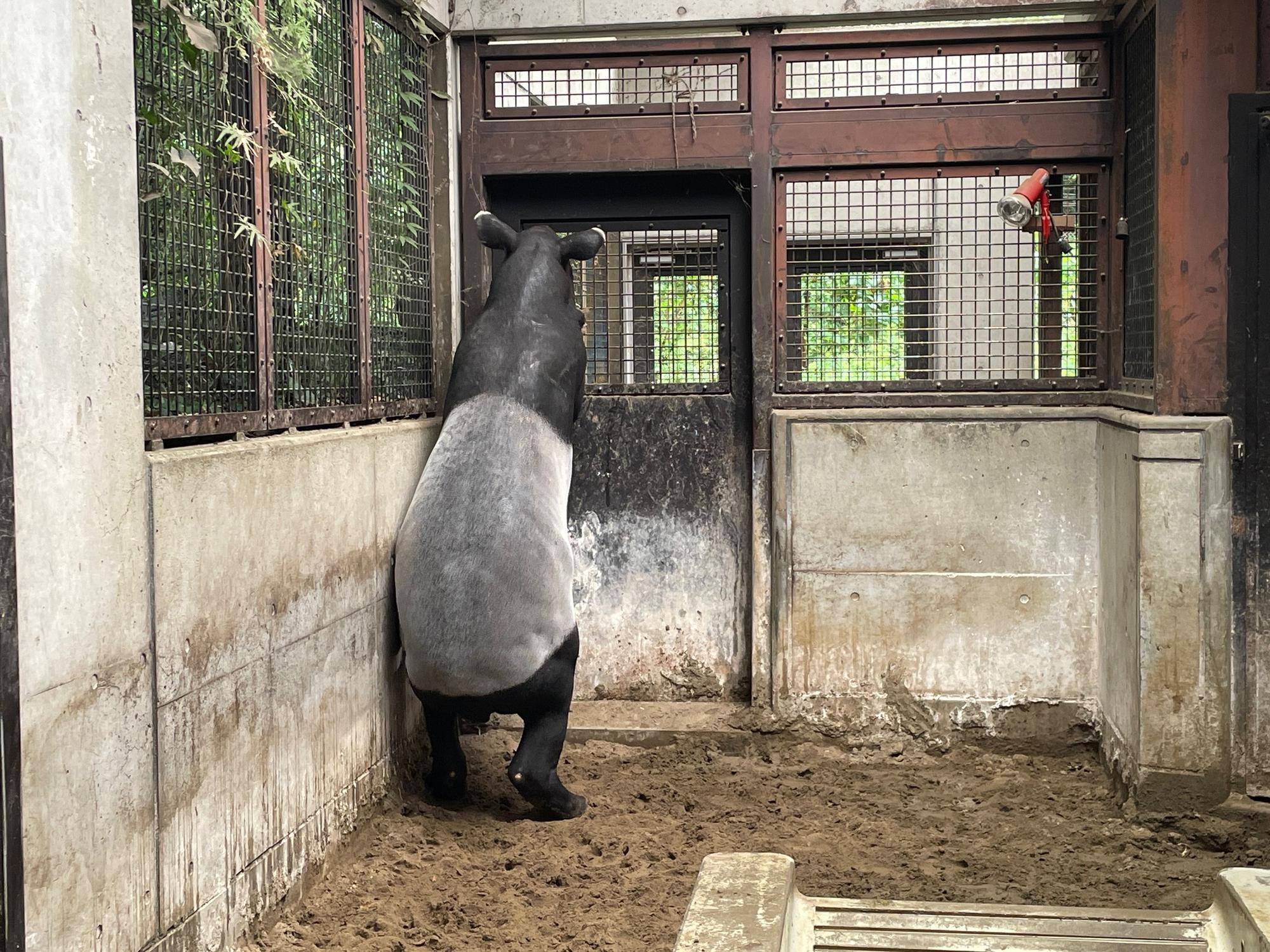 バク通信 バクも立つ(辰)!!の写真