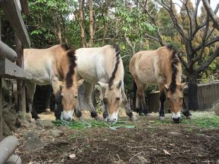 モウコノウマ来園記念講演会を開催しました!