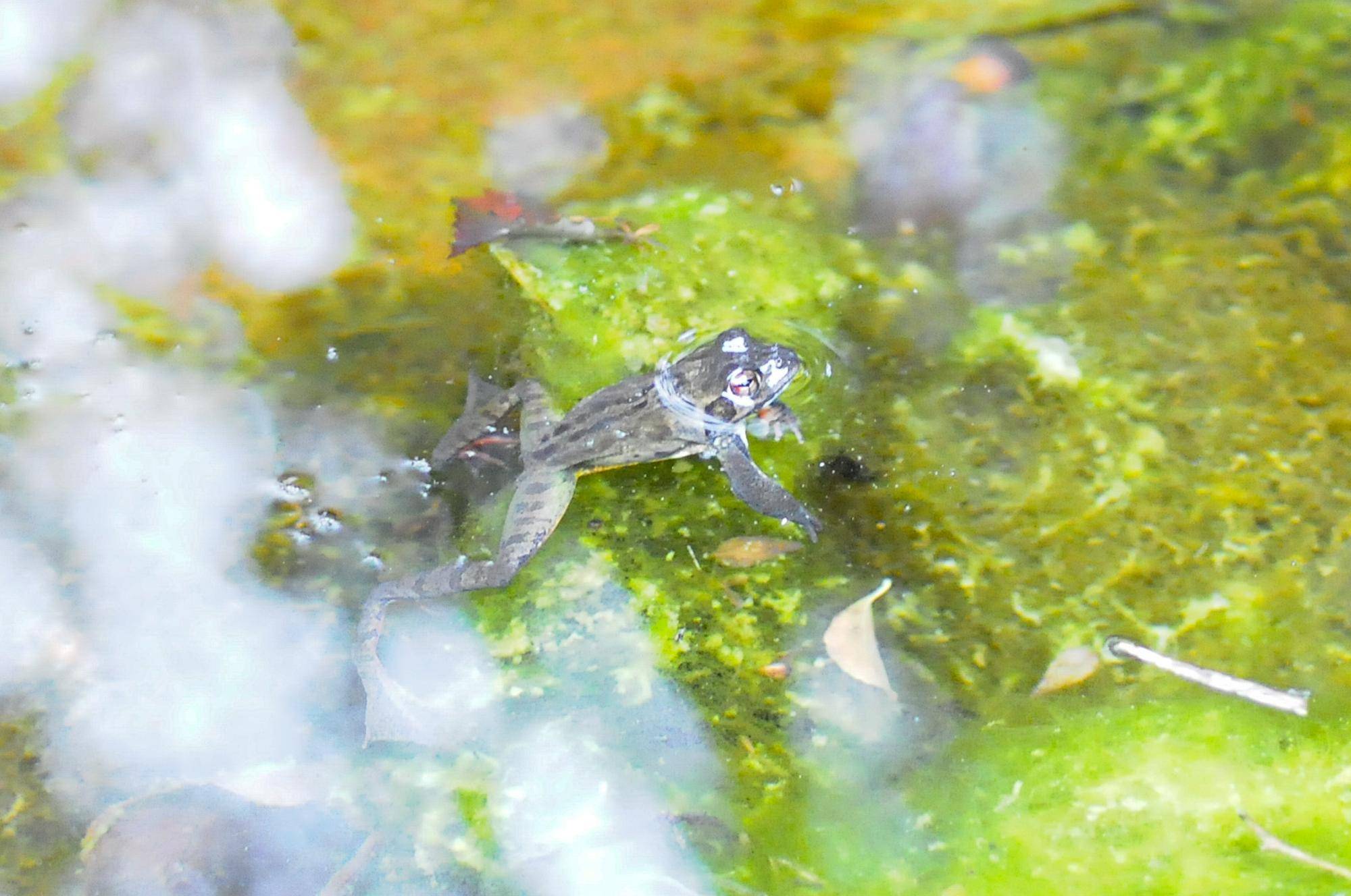 地域生きもの保全プロジェクトの活動紹介 ~池の掃除対策~の写真
