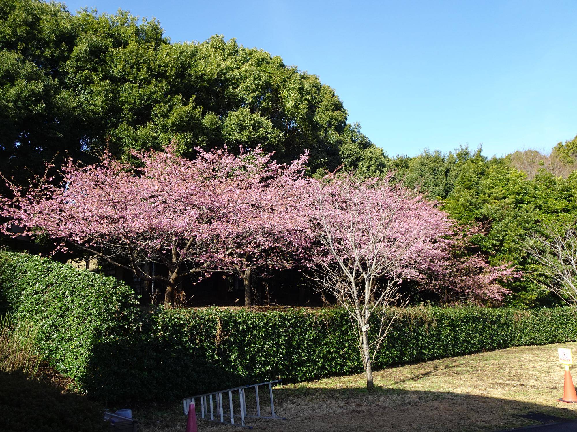 🌸桜ブログ🌸 河津桜が見ごろです!の写真