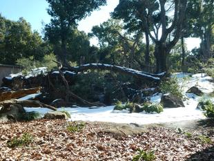雪が積もったら何をする？