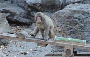 ニホンザルとの戦いがついに終結!