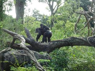 チンパンジーの１５年　その参　～誕生編～