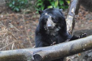 メガネグマ展示場の止まり木交換を行いました!!!