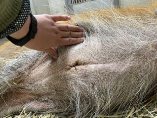 アフリカのサバンナとちょこっと熱帯雨林　ショートブログ☆