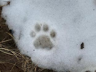 ムジュだるまを作った話