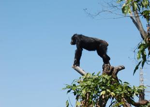 チンパンジーの１５年　その弐　～新生活編～