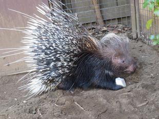 ヤマアラシの2月