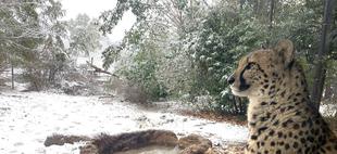 サバンナブログ　雪