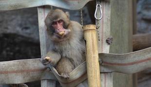 第2回！ニホンザル大食いグランプリ👑！！