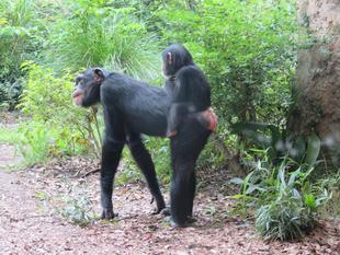チンパンジーの１５年　その肆　～成長編～