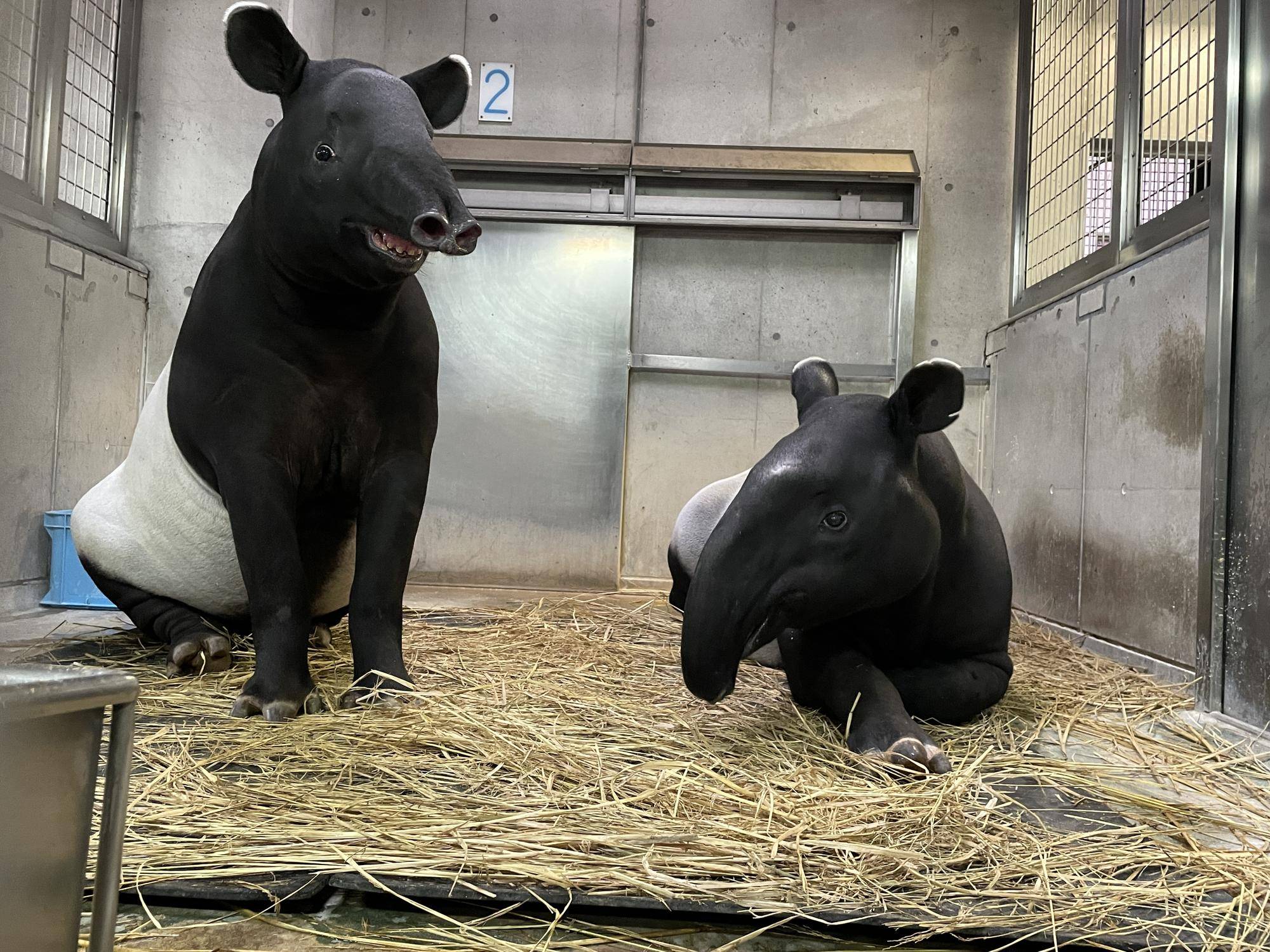 バク通信 すごくびっくりした・・・編の写真