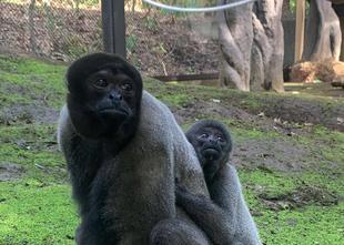 紅茶たちの初めての展示場散歩