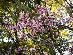 🌸桜ブログ🌸 河津桜の次は・・・?