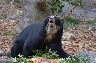 💓メガネグマ　バレンタイン特別ガイド~１日目~💓