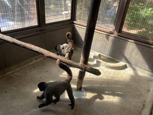 ウーリーモンキーの赤ちゃん成長記⑯