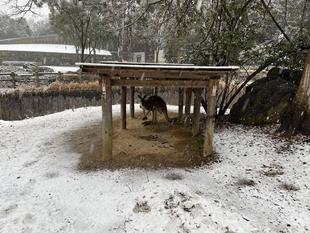 雪の日のアカカンガルー&エミュー