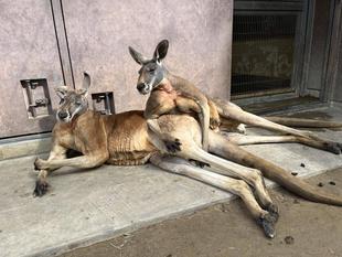 アカカンガルーのイケオスたち