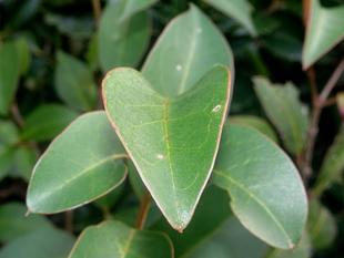 ～　葉ート　～