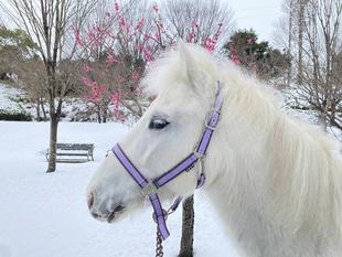 白、シロ、しろ！