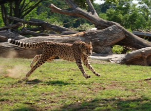 チーターラン！～おすすめスポット～