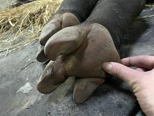 バク通信 前肢派?後肢派??