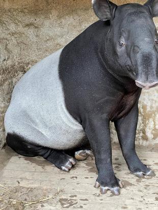 バク通信 愛おしい、あれ。編