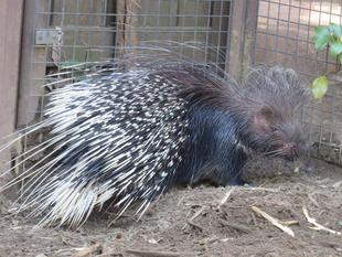 ヤマアラシの3月