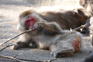 ニホンザルの「トシコ」が死亡しました