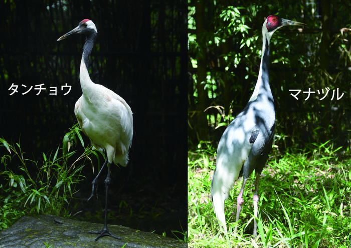 ②タンチョウ・マナヅル.jpg