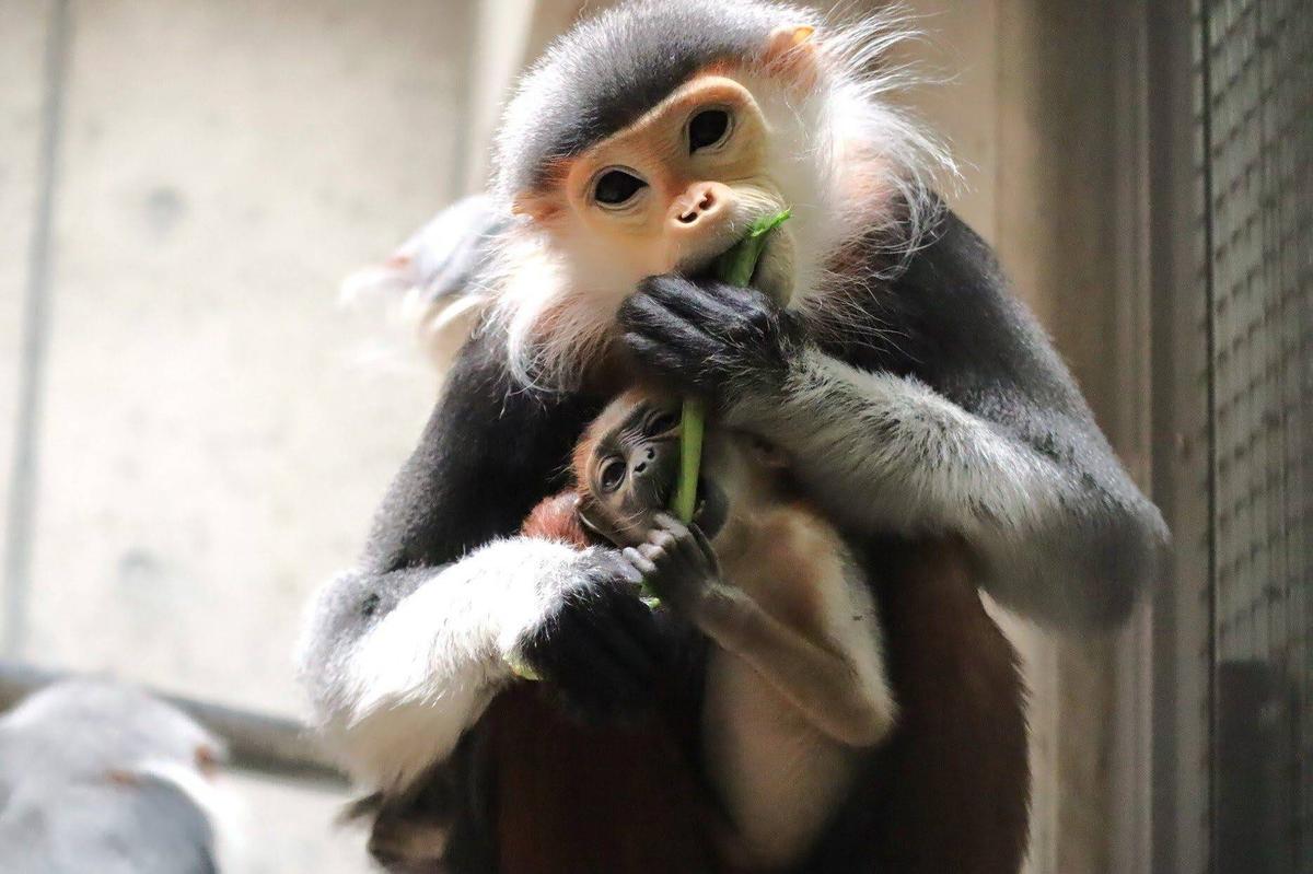 1852b7800dda6bbc2d0c4195c09ba3