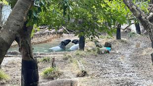 バク通信 その後の2頭は...編