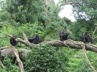 チンパンジーの１５年　その陸　～新しい仲間編～