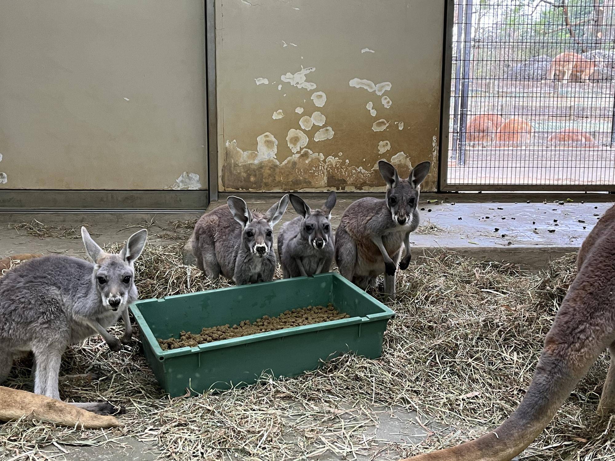 アカカンガルーの子どもたち その1の写真