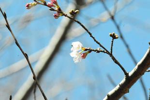 🌸桜ブログ🌸 ソメイヨシノが開花ですが・・・