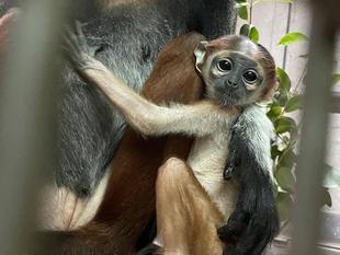 赤ちゃん公開と愛称投票のお知らせ!