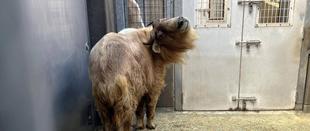 ゴールデンターキンのちょっとしたはなし③