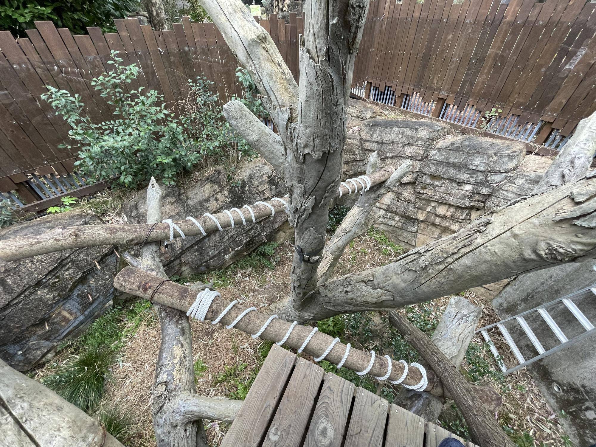キノボリカンガルー展示場の止まり木を交換しましたの写真