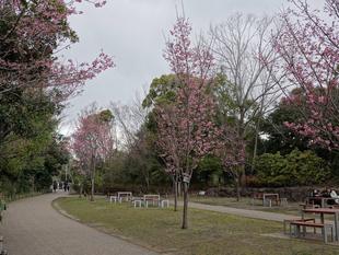 🌸桜ブログ🌸 桜たちの近状報告(3/20の様子)