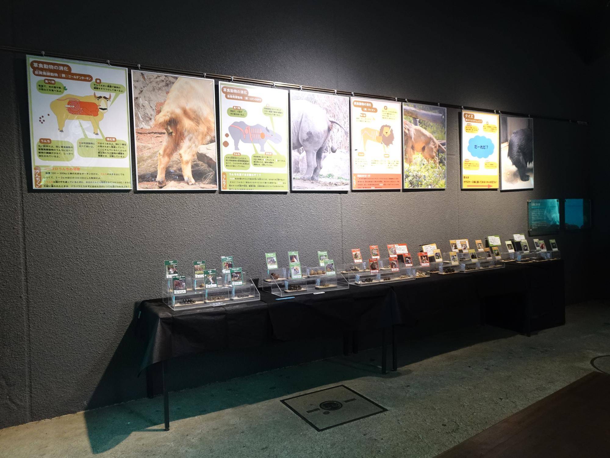 【大うんち展】始まりました!の写真