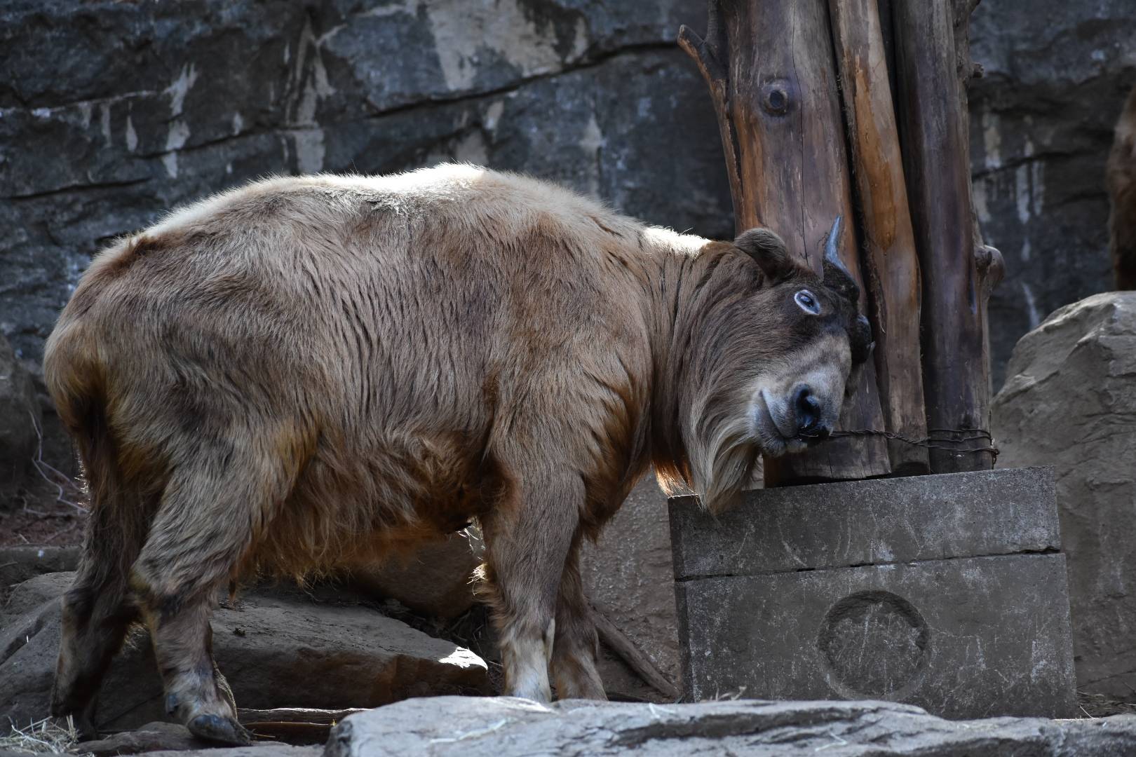 ゴールデンターキンのちょっとしたはなし①の写真