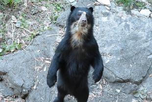 メガネグマ展示場の擬木を修繕しました!🌳