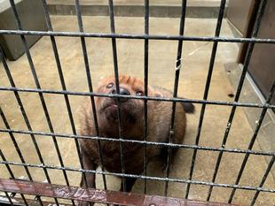 ヤブイヌの健康管理