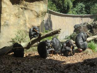 チンパンジーの今、これから