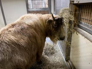 ゴールデンターキンのちょっとしたはなし②