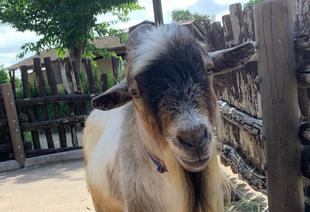 チョコとのお別れ