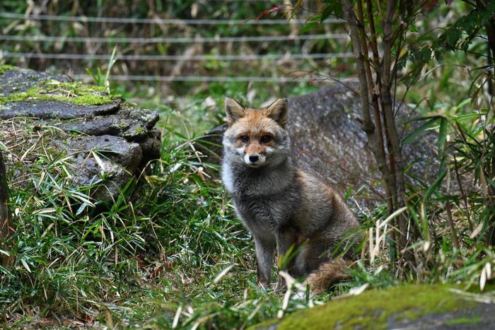 ⑧ホンドギツネ.jpg