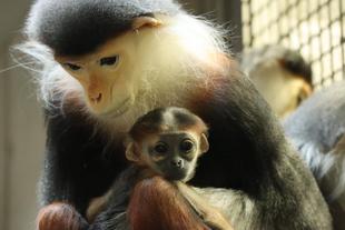 性別発表！！！