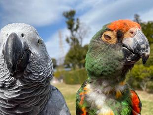 バードショー再開のお知らせ