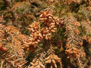 ～　花粉・・・　～